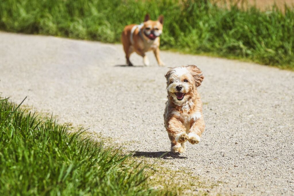 Happy dog running outdoors showing healthy joint mobility
