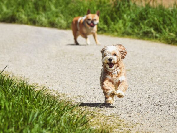 Happy dog running outdoors showing healthy joint mobility