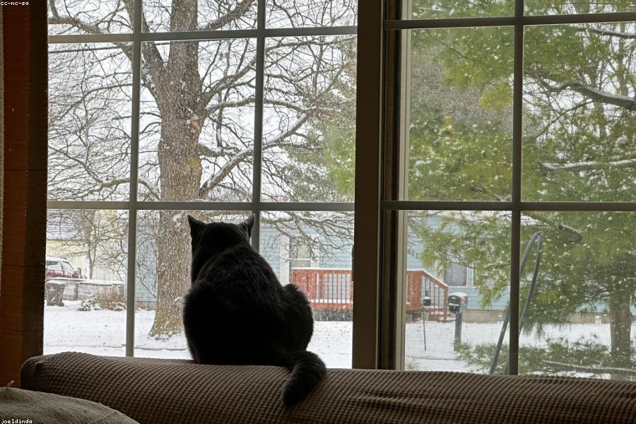 Anxious cat looking out a window while alone