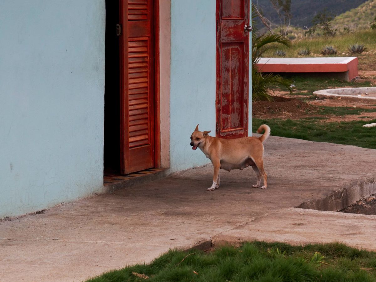 Lonely dog lying near a doorway while home alone