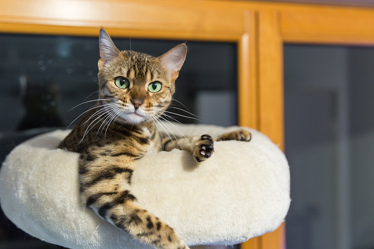 Bengal cat showing the leopard-spotted coat linked to Ashera hybrids