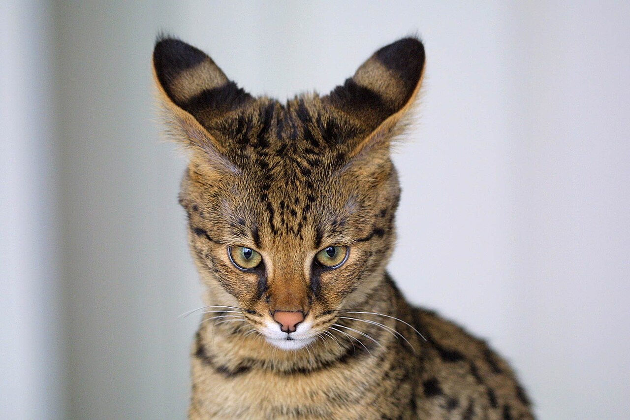 Close-up of a spotted Savannah cat, the breed sold as Ashera