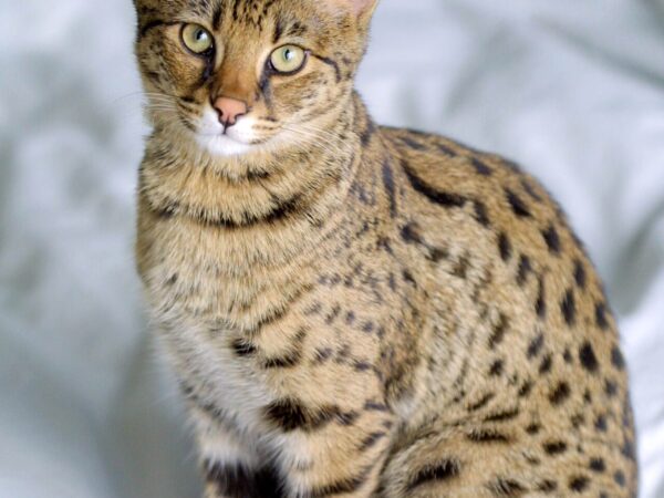 Spotted Ashera-type cat portrait resembling a Savannah cat