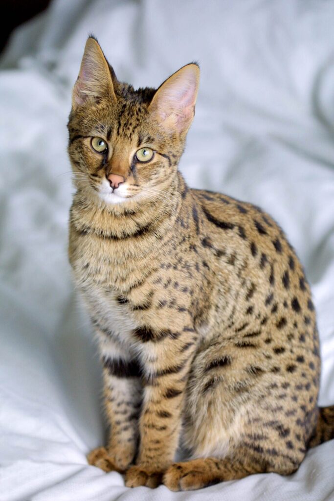 Spotted Ashera-type cat portrait resembling a Savannah cat