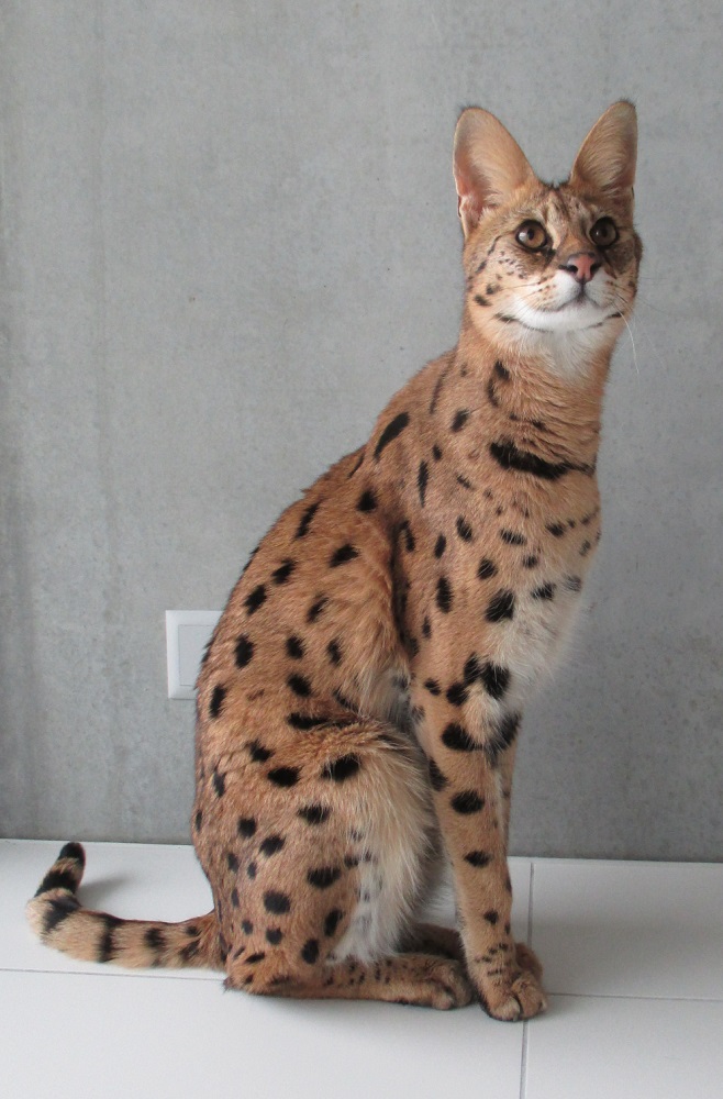 Tall spotted Savannah cat standing, the real cat behind the Ashera name