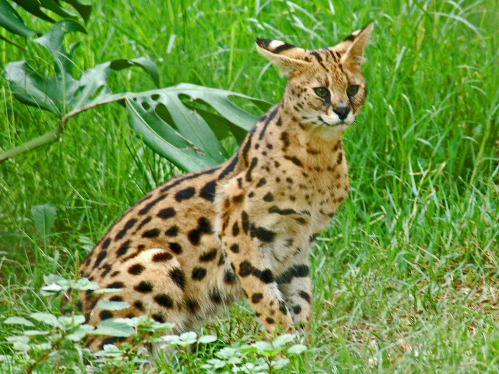 African serval, the wild ancestor behind Ashera cat marketing claims