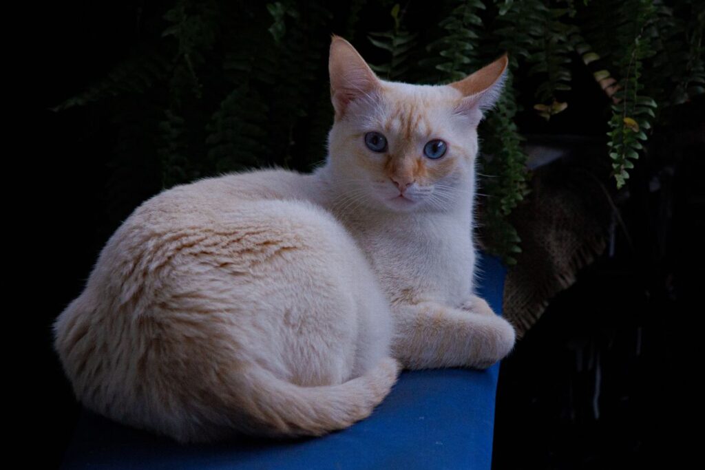 Balinese cat with sapphire-blue eyes sitting indoors