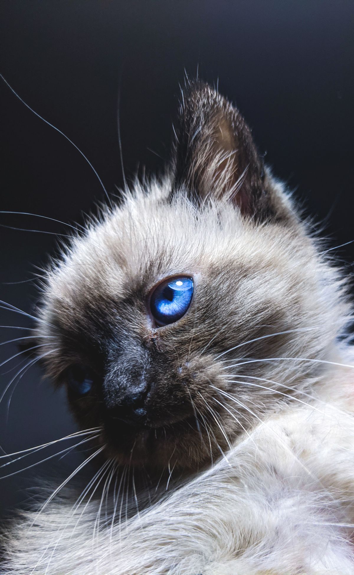 Point-coloured Balinese cat with blue eyes outdoors in a garden