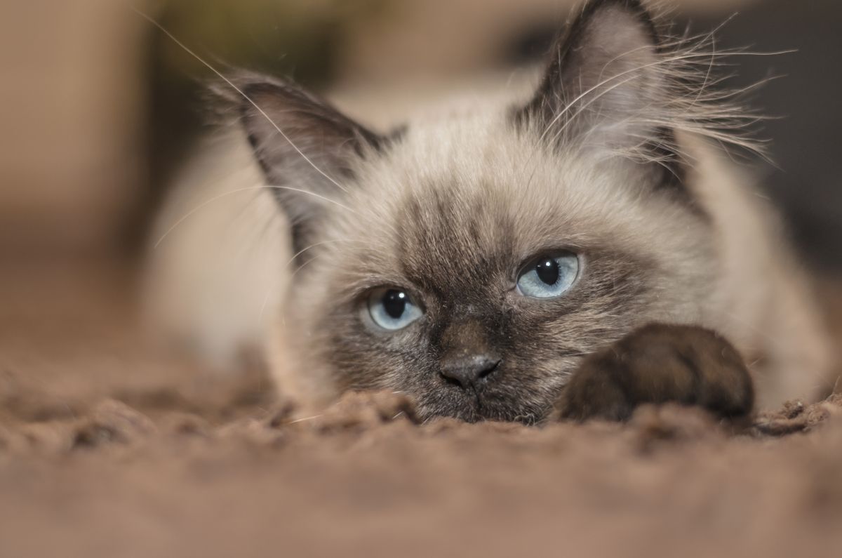 Balinese cat lounging and showing off its striking blue eyes