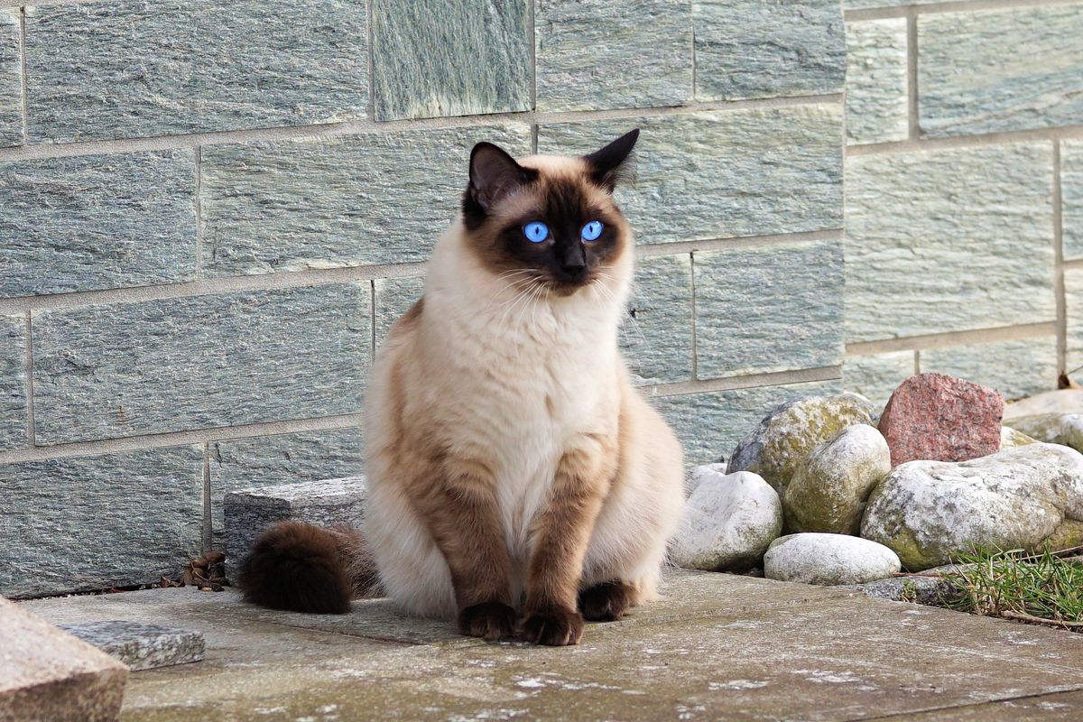 Relaxed Balinese cat with a cream-coloured silky coat