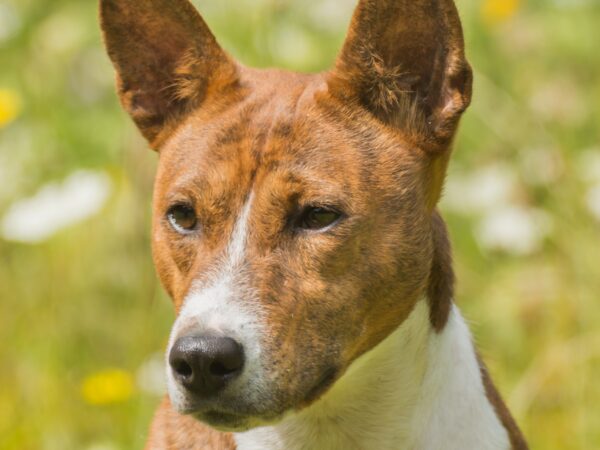 Alert Basenji dog standing outdoors with ears pricked