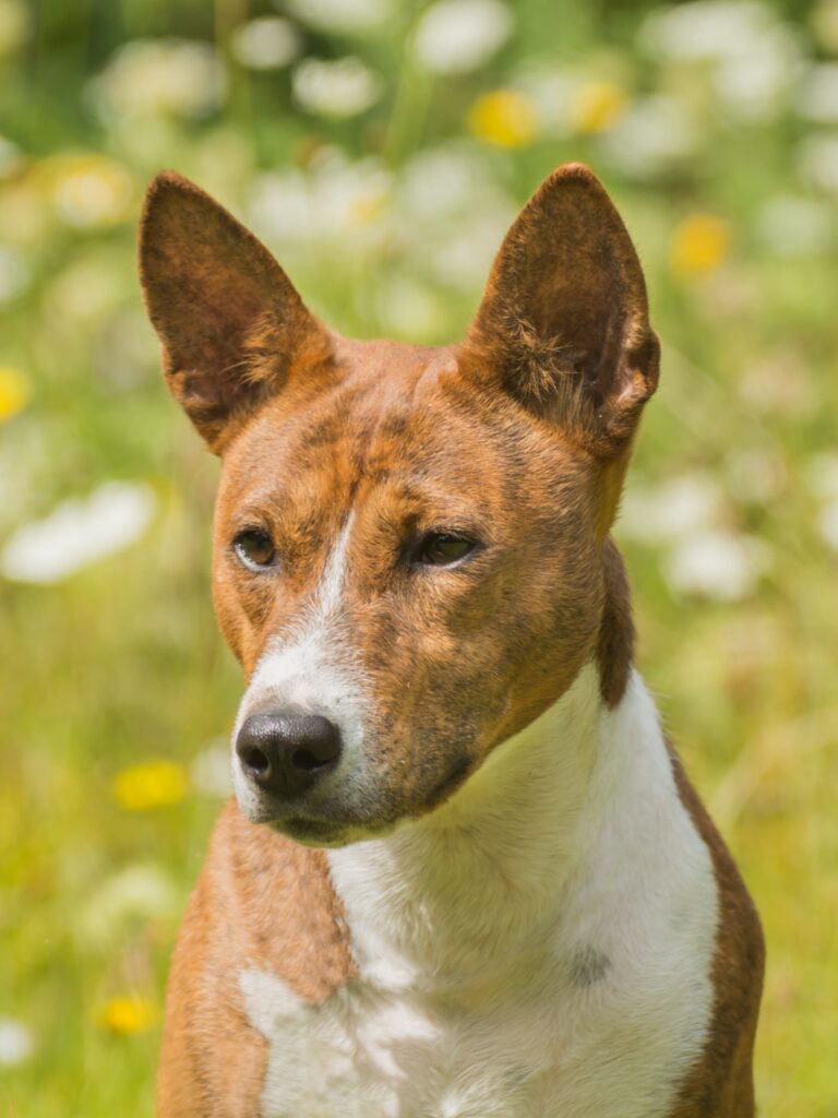 Alert Basenji dog standing outdoors with ears pricked