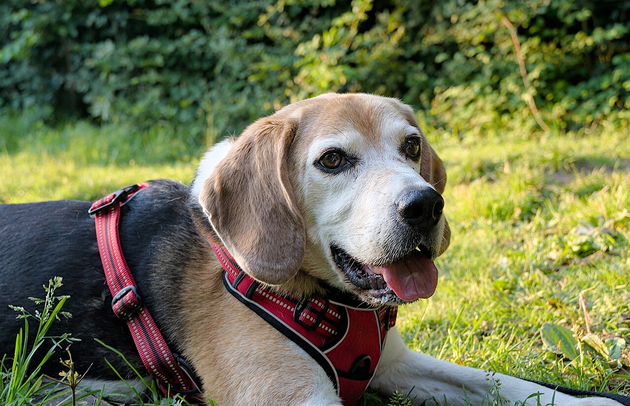 Beagle resting and panting outdoors during a cool-weather walk