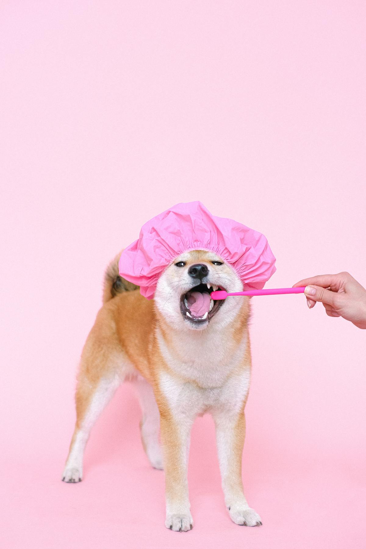 Owner brushing a dogs teeth with a pet toothbrush at home