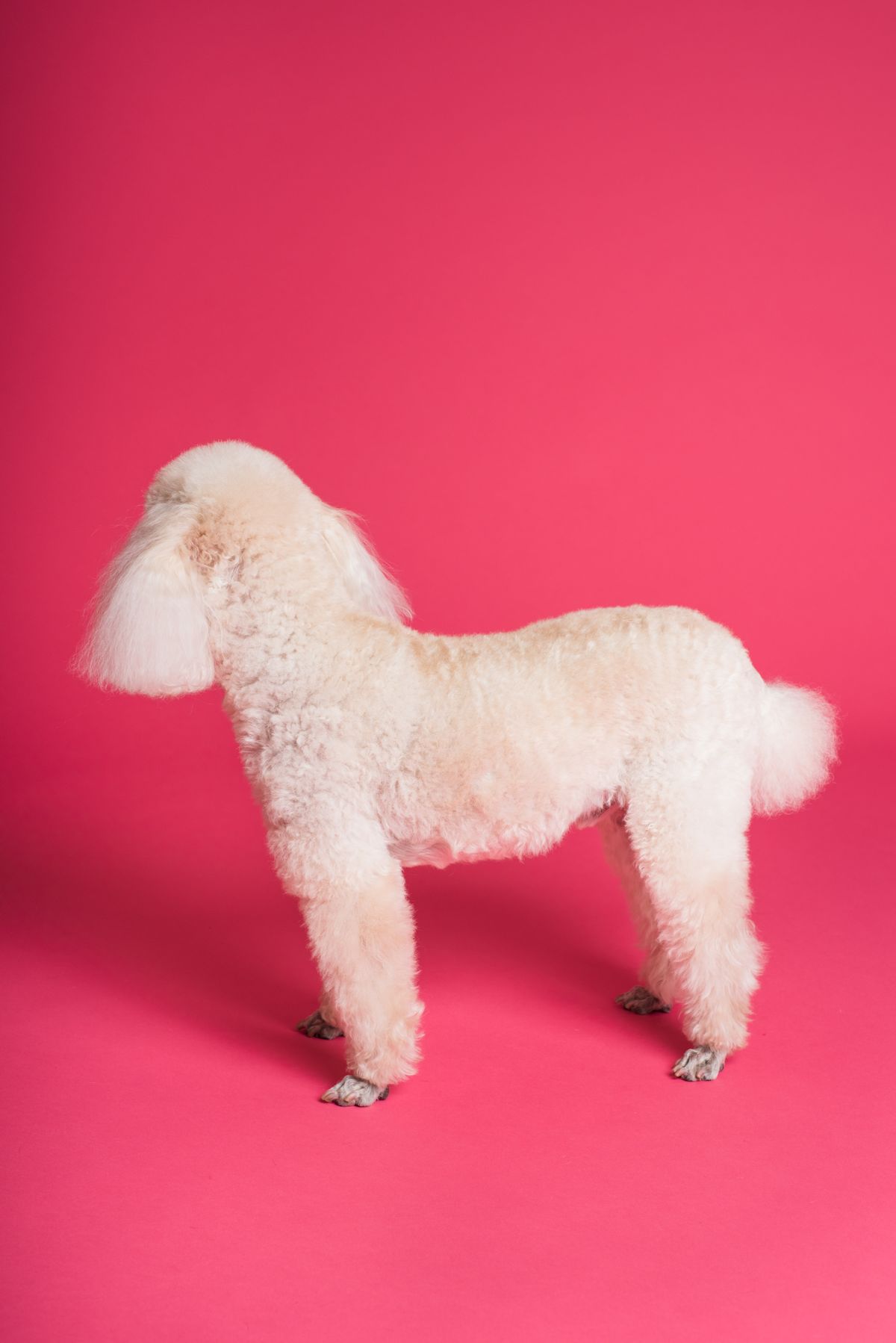Beige medium-coat dog being gently brushed to remove dandruff and loose winter fur