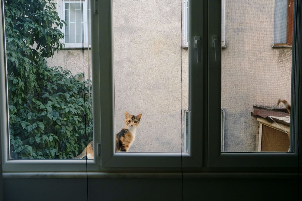 A calico cat sitting safely at a secure window surrounded by greenery