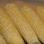 Fresh sweet corn on the cob, a common kitchen vegetable dog owners ask about