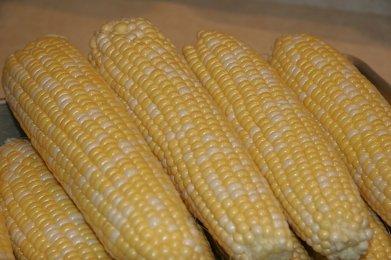 Fresh sweet corn on the cob, a common kitchen vegetable dog owners ask about