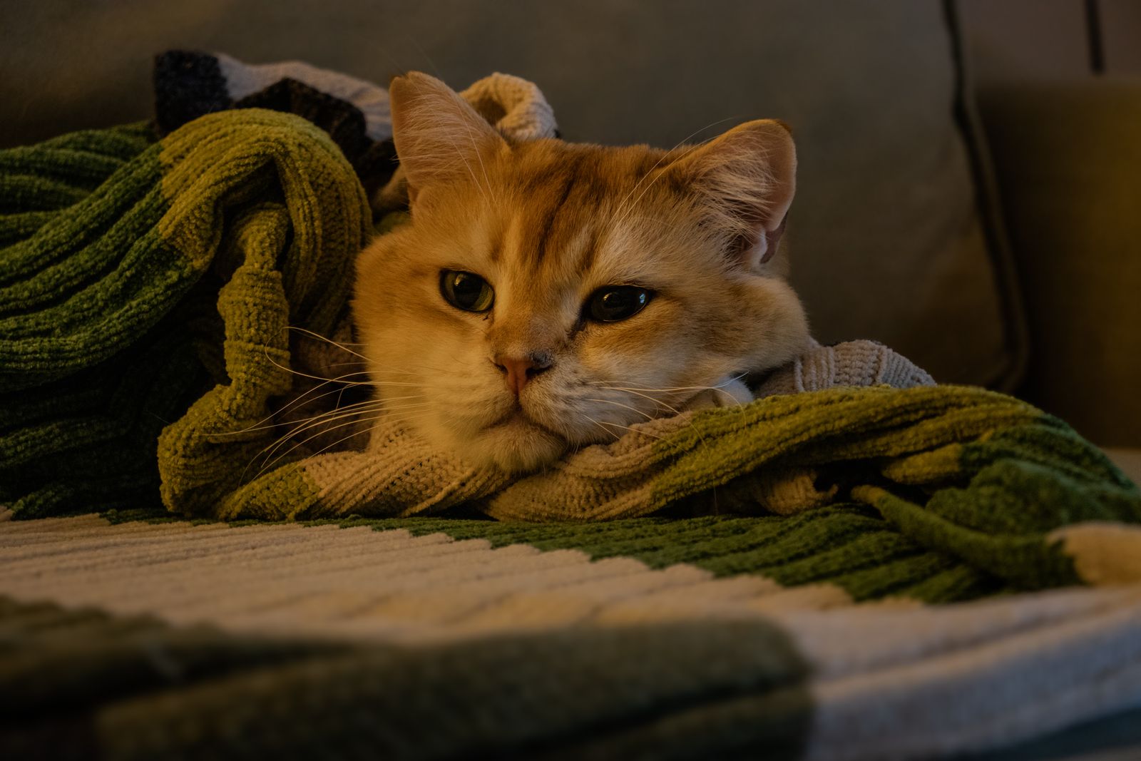 A cat wrapped in a cosy blanket staying warm indoors during winter