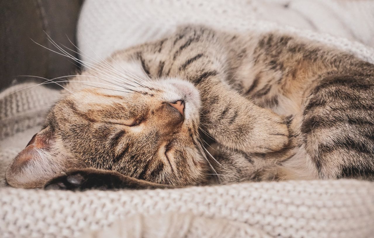 A relaxed cat being gently petted while purring