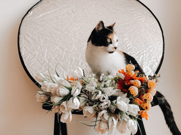 Curious indoor cat sitting beside a vase of fresh cut flowers