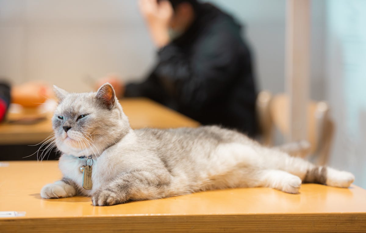 Fluffy cat lounging on a wooden table inside a cozy cat cafe