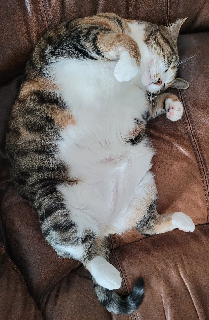 Cat curled up tightly asleep on a warm bed in winter