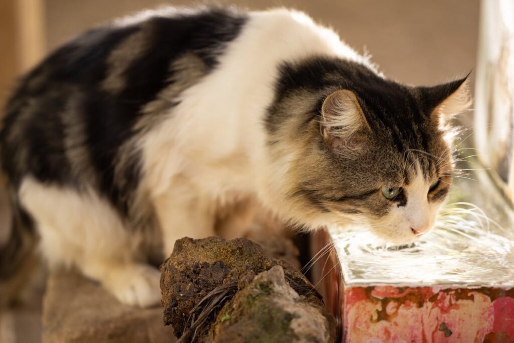 Cat drinking water, a key sign Australian owners should monitor for health changes