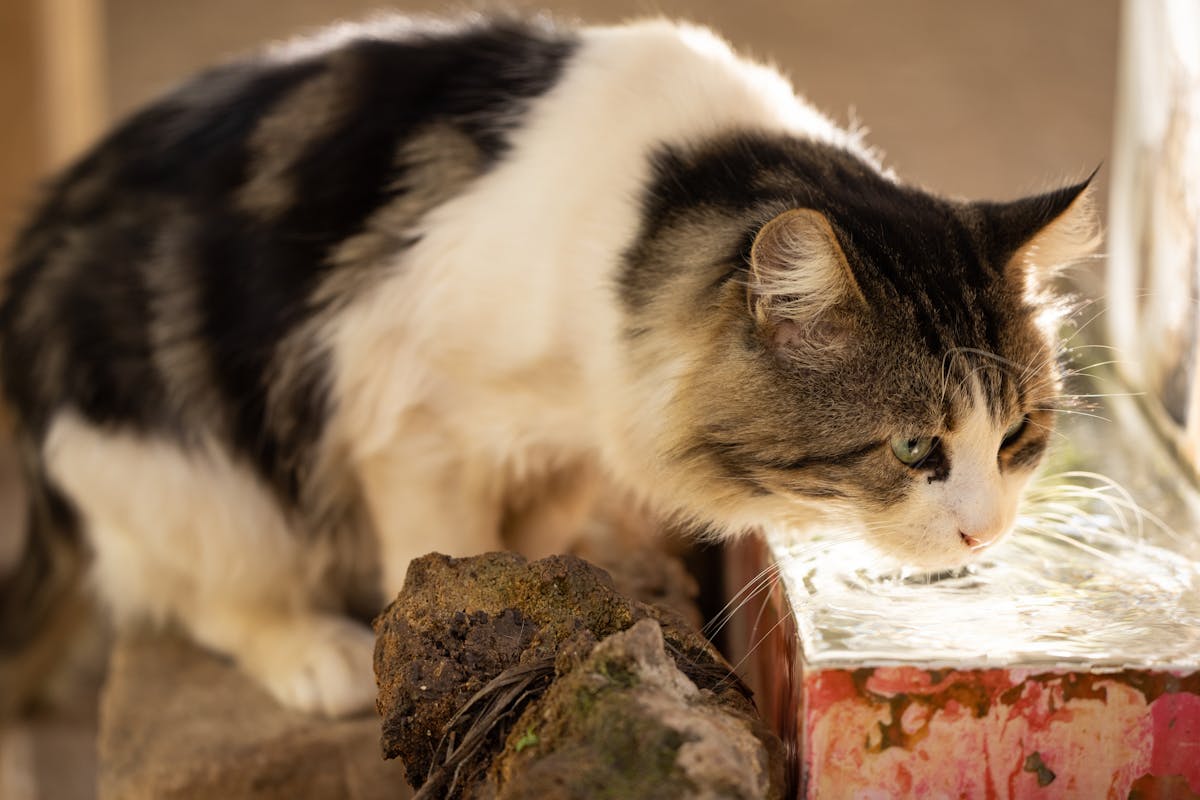 Cat drinking water, a key sign Australian owners should monitor for health changes