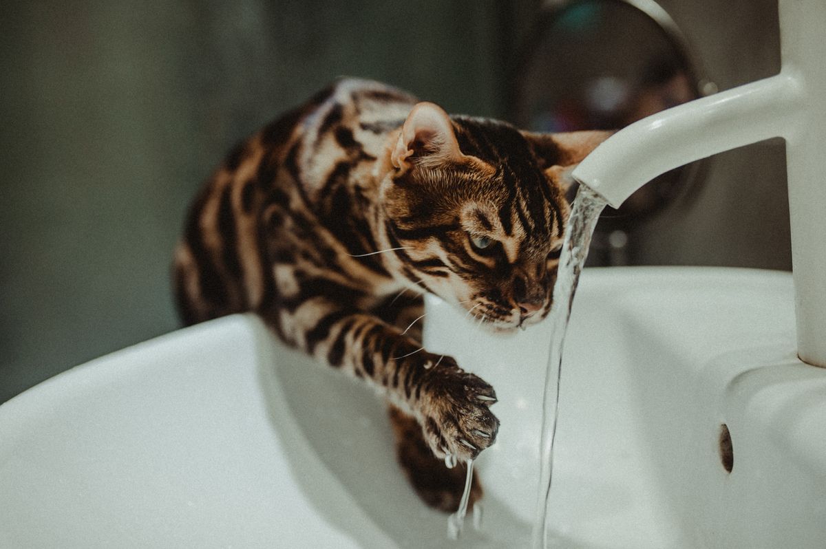 Cat drinking fresh running water to stay hydrated in winter