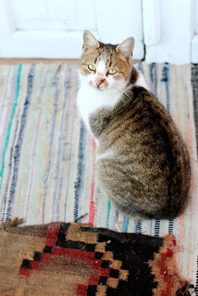 Healthy domestic cat sitting indoors at home, kept safe from cat flu