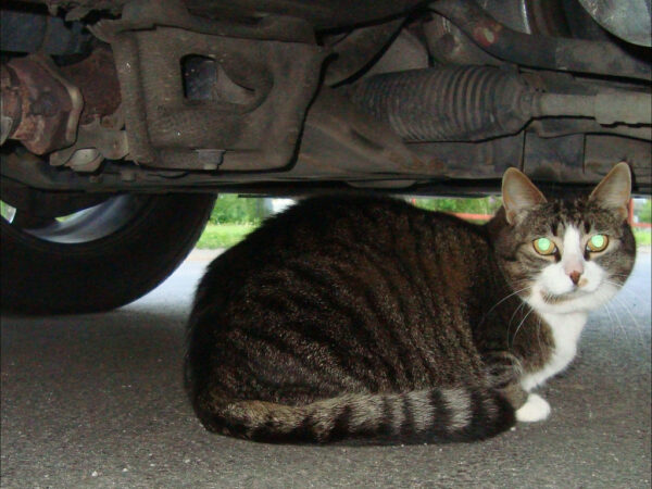 Tabby cat sheltering underneath a parked car on a cold Australian winter day