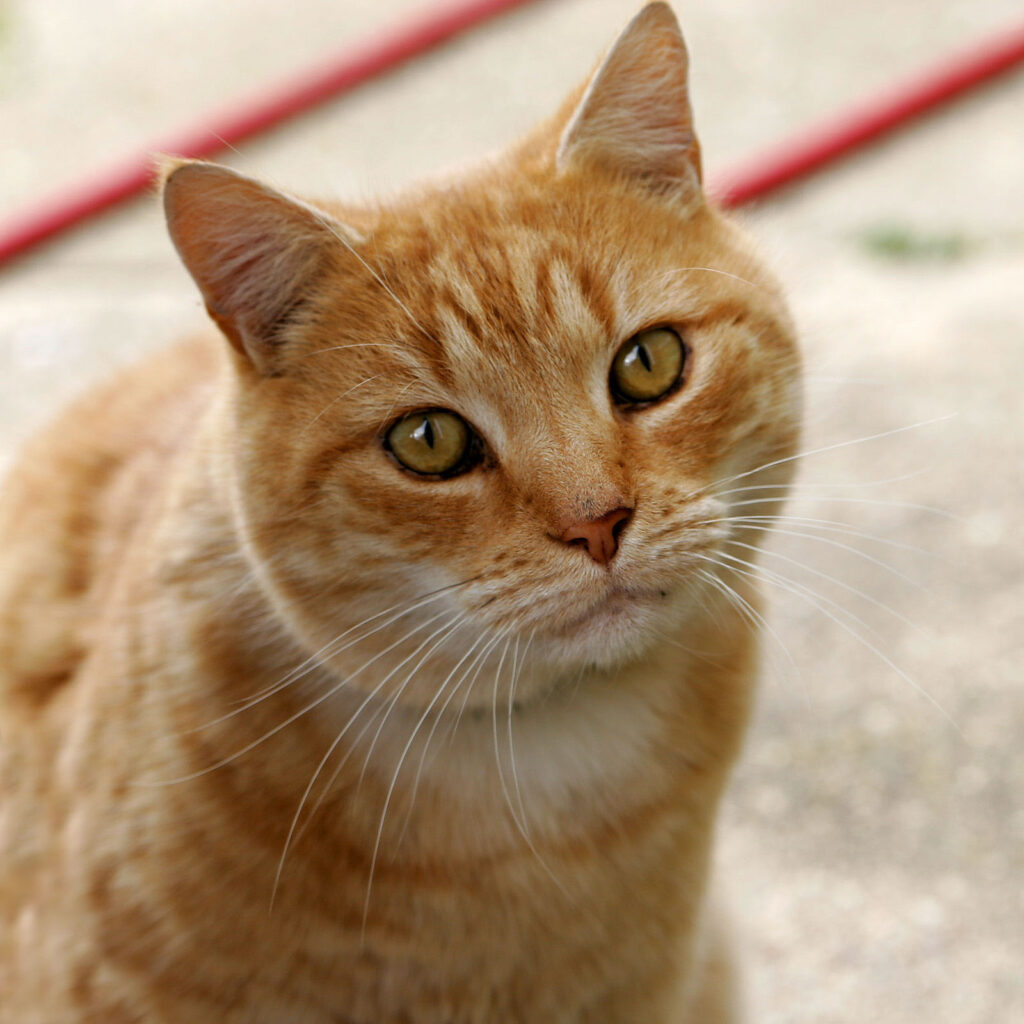 Tabby cat sitting indoors looking alert