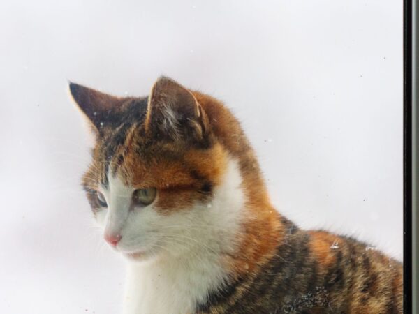 Calico cat sitting on a windowsill looking outside in soft winter light