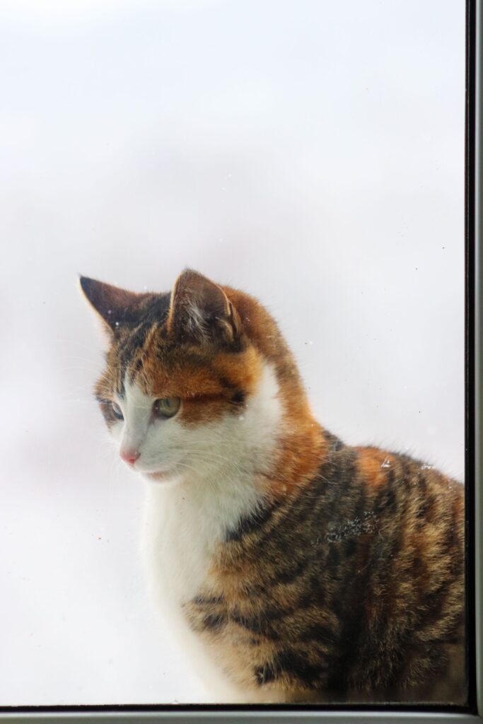 Calico cat sitting on a windowsill looking outside in soft winter light