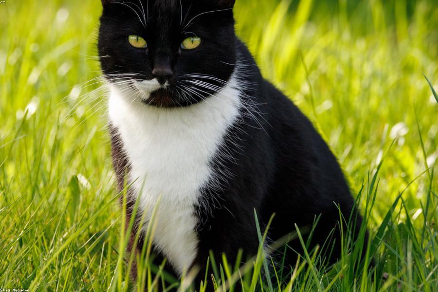 Close-up of a cat meowing for attention