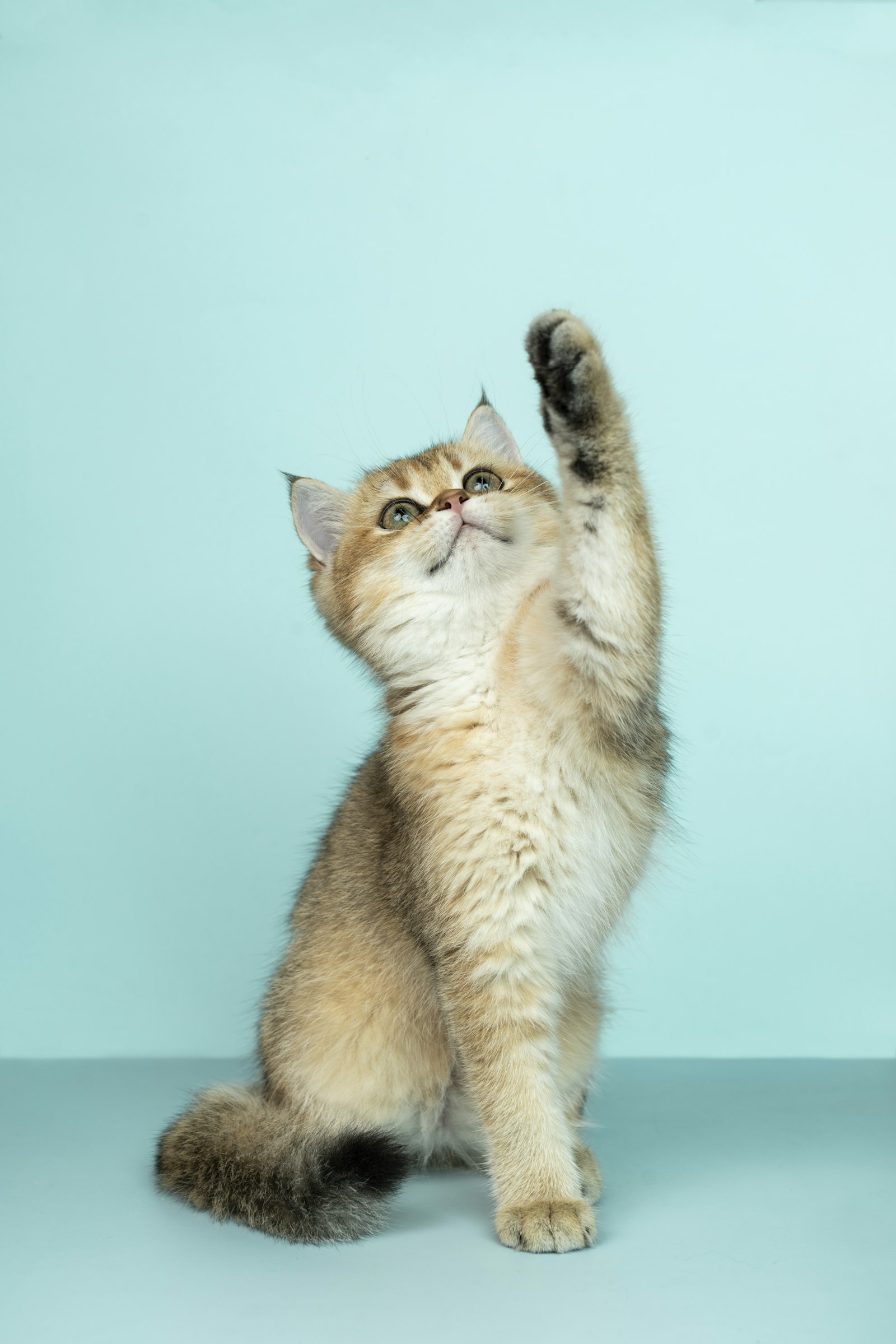 Cat looking up at food on a kitchen table, illustrating food safety risks