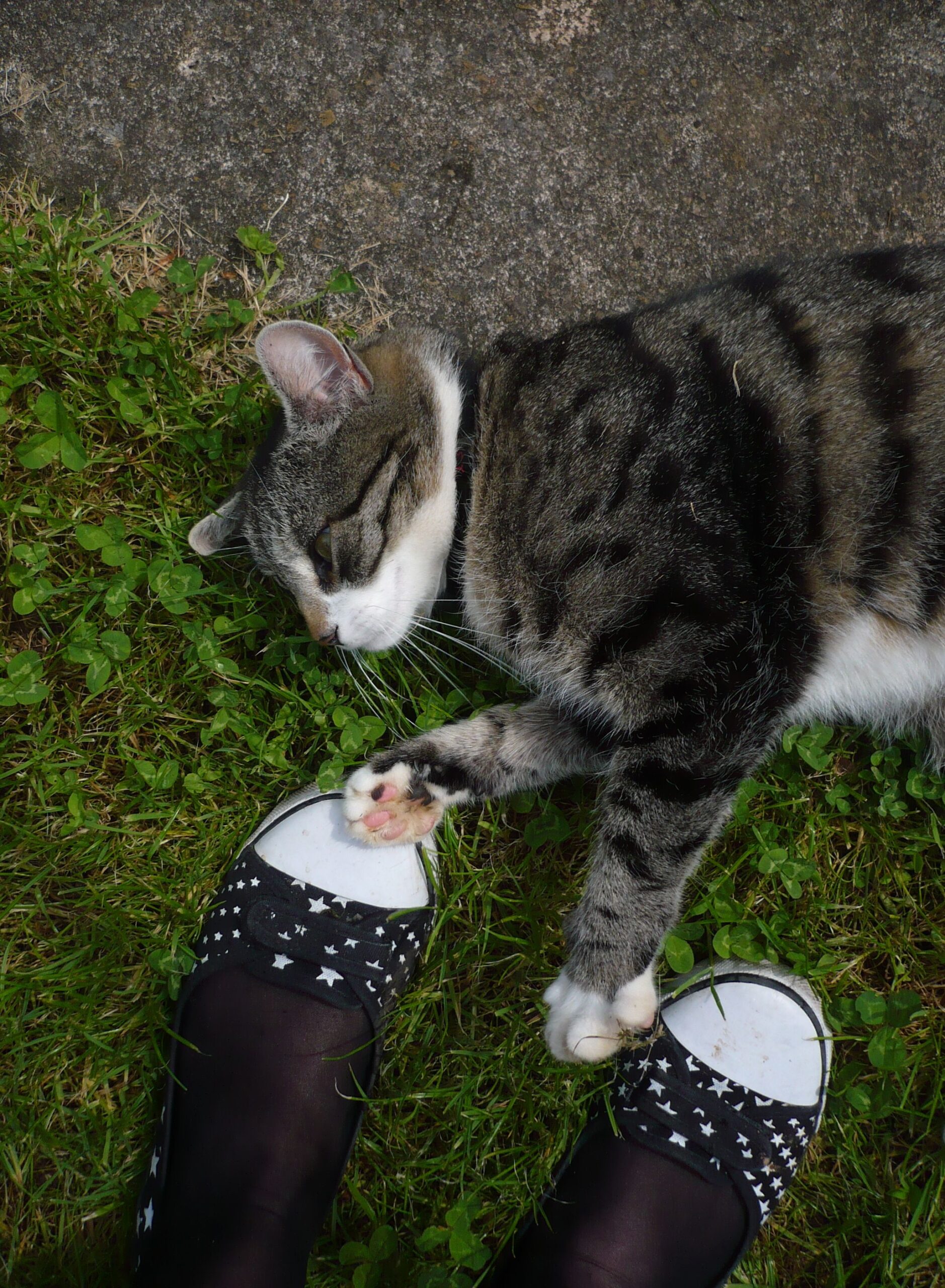 Tabby cat lying outdoors in grass where paralysis ticks can attach to pets