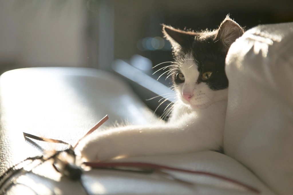 Indoor cat playing with a feather wand toy as part of daily enrichment