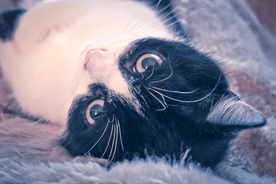 A relaxed cat settled comfortably, prepared for travel in a pet carrier