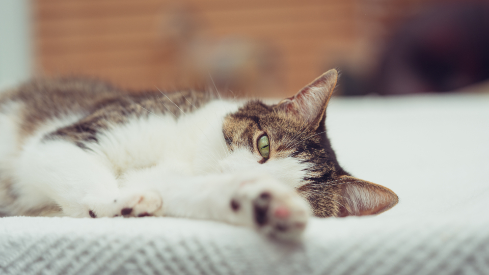 Tabby cat resting and sleeping while recovering from cat flu