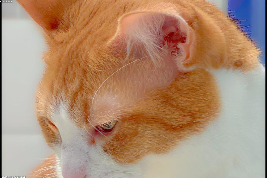 Cat rubbing its face affectionately against a person