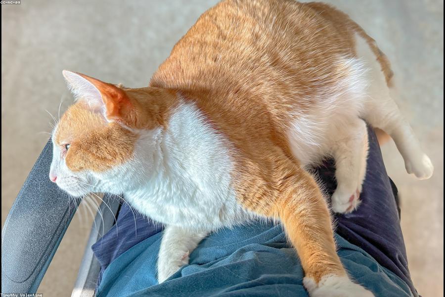 Cat resting comfortably on its owner lap