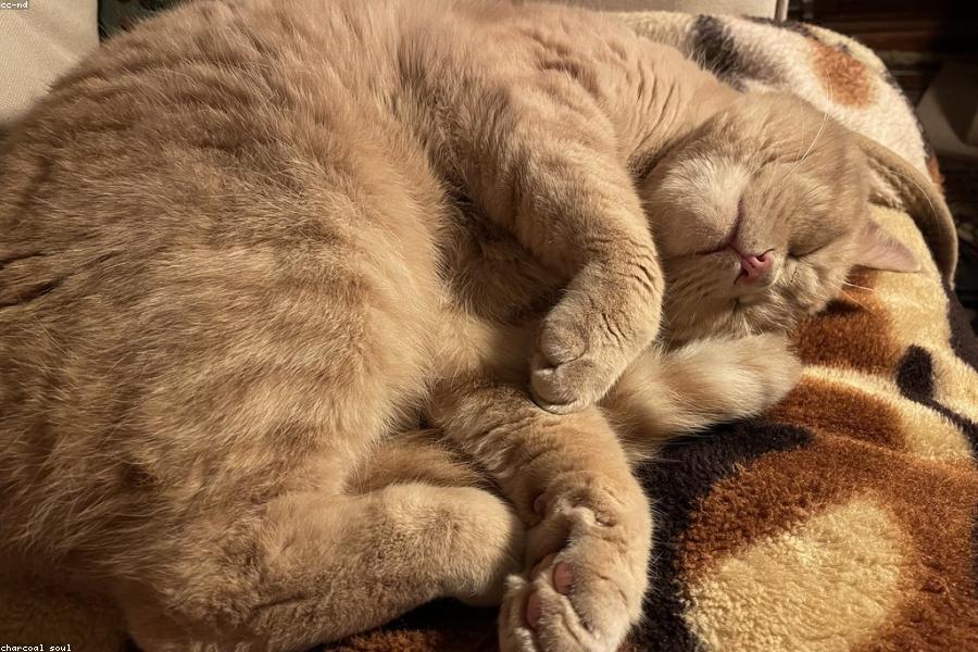 Cat sleeping curled up next to its owner