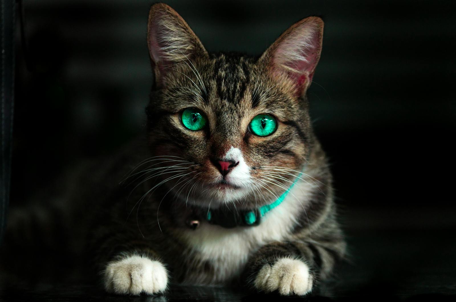 Close-up of a cat giving a relaxed slow blink, a sign of trust and affection