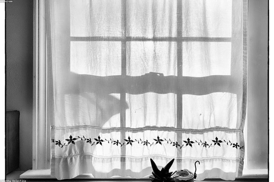 Cat waiting and watching by the window