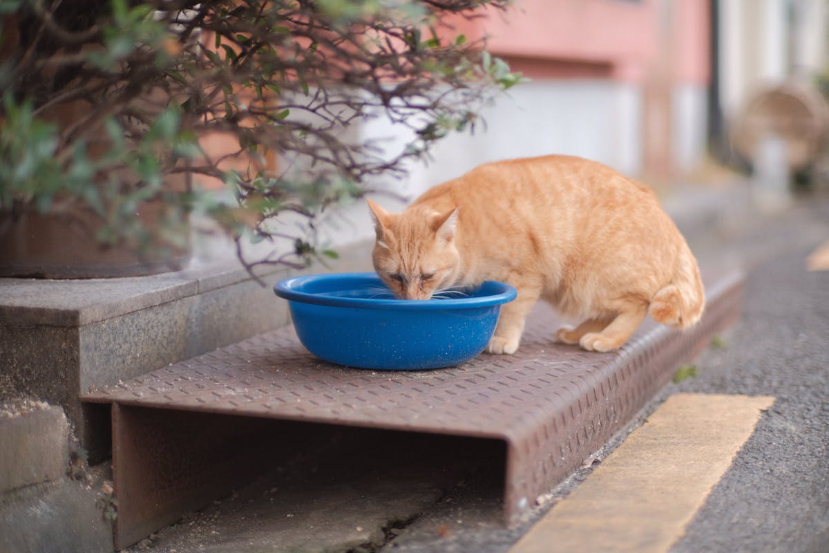 Cat drinking from a water bowl at home in Australia