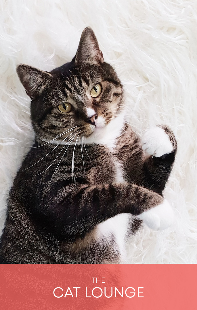 Tabby cat relaxing in the Cat Lounge at Catmosphere Cat Cafe, Surry Hills
