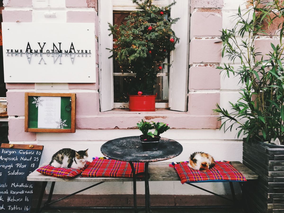 Cats resting on cushions in a charming Sydney cat cafe setting