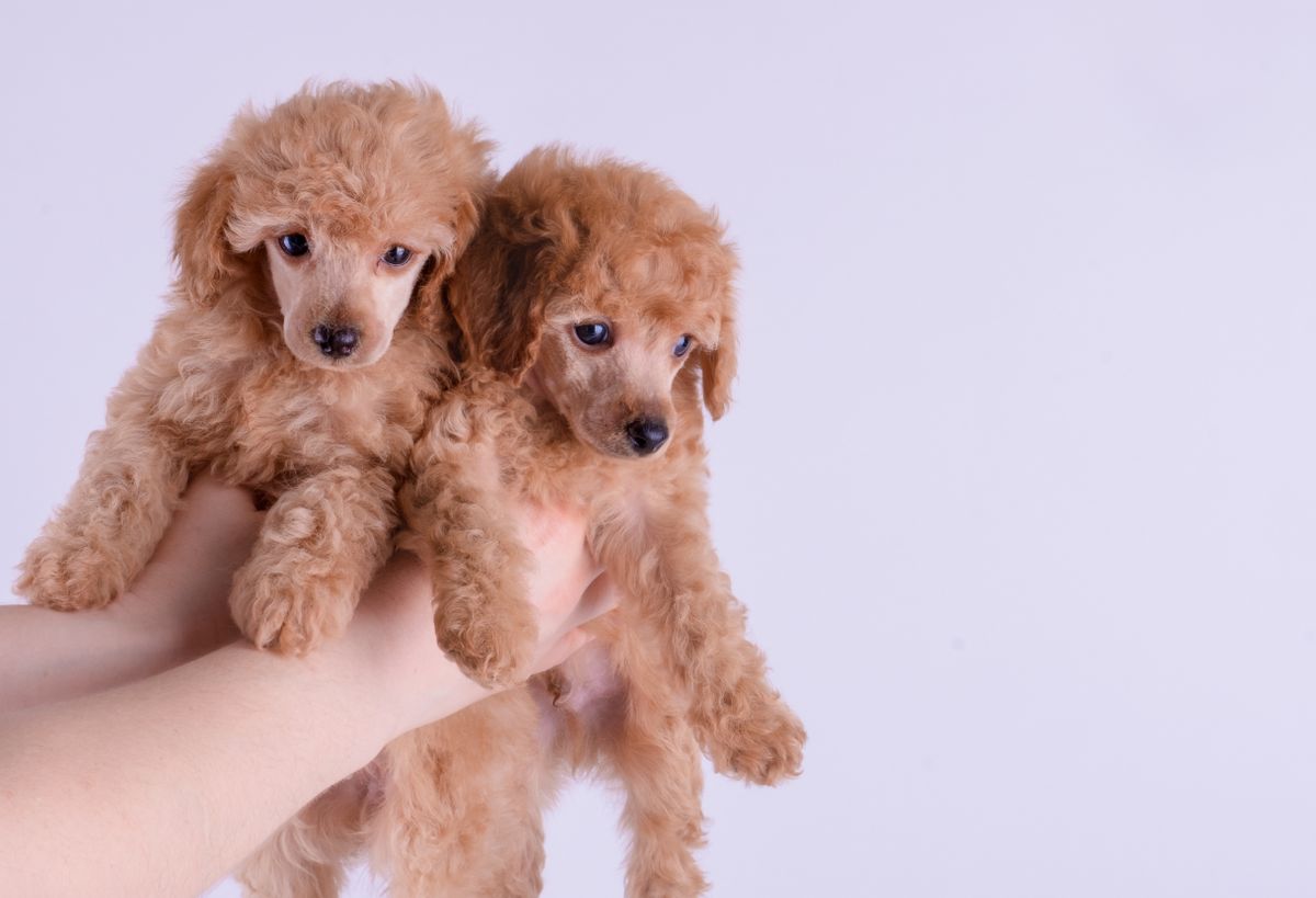 Small curly-coated poodle-cross puppy being held by an owner
